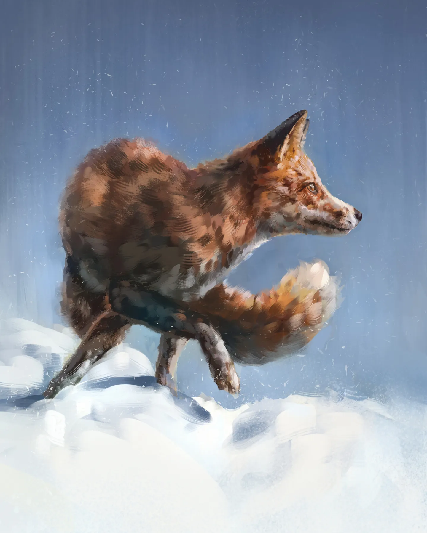 Red fox in profile, crouching on the snow with its tail curled and snowflakes in the air