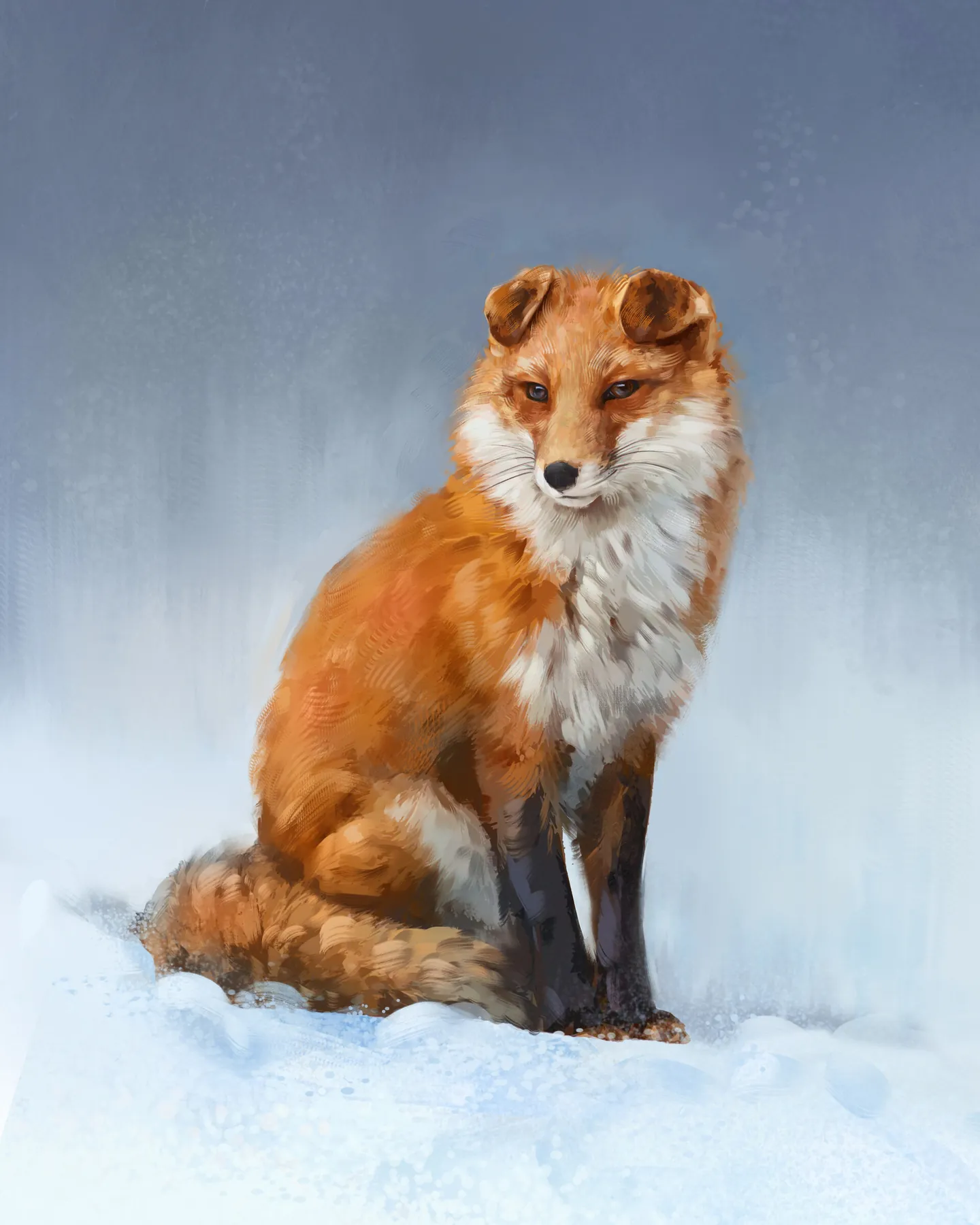 Red fox with folded ears sitting in the snow, its head tilted slightly down