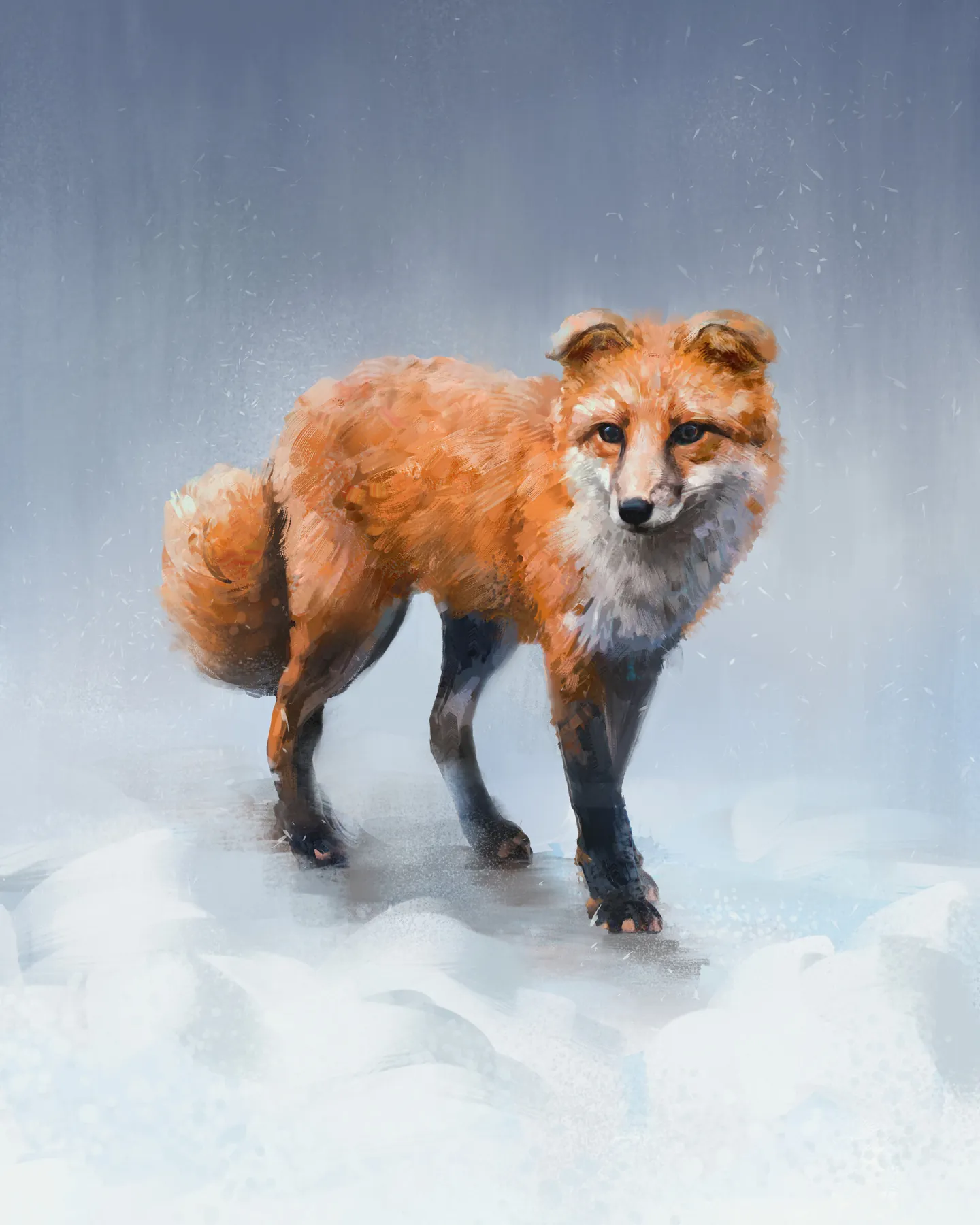 Red fox with folded ears walking towards the viewer through snow, against a soft grey-blue background