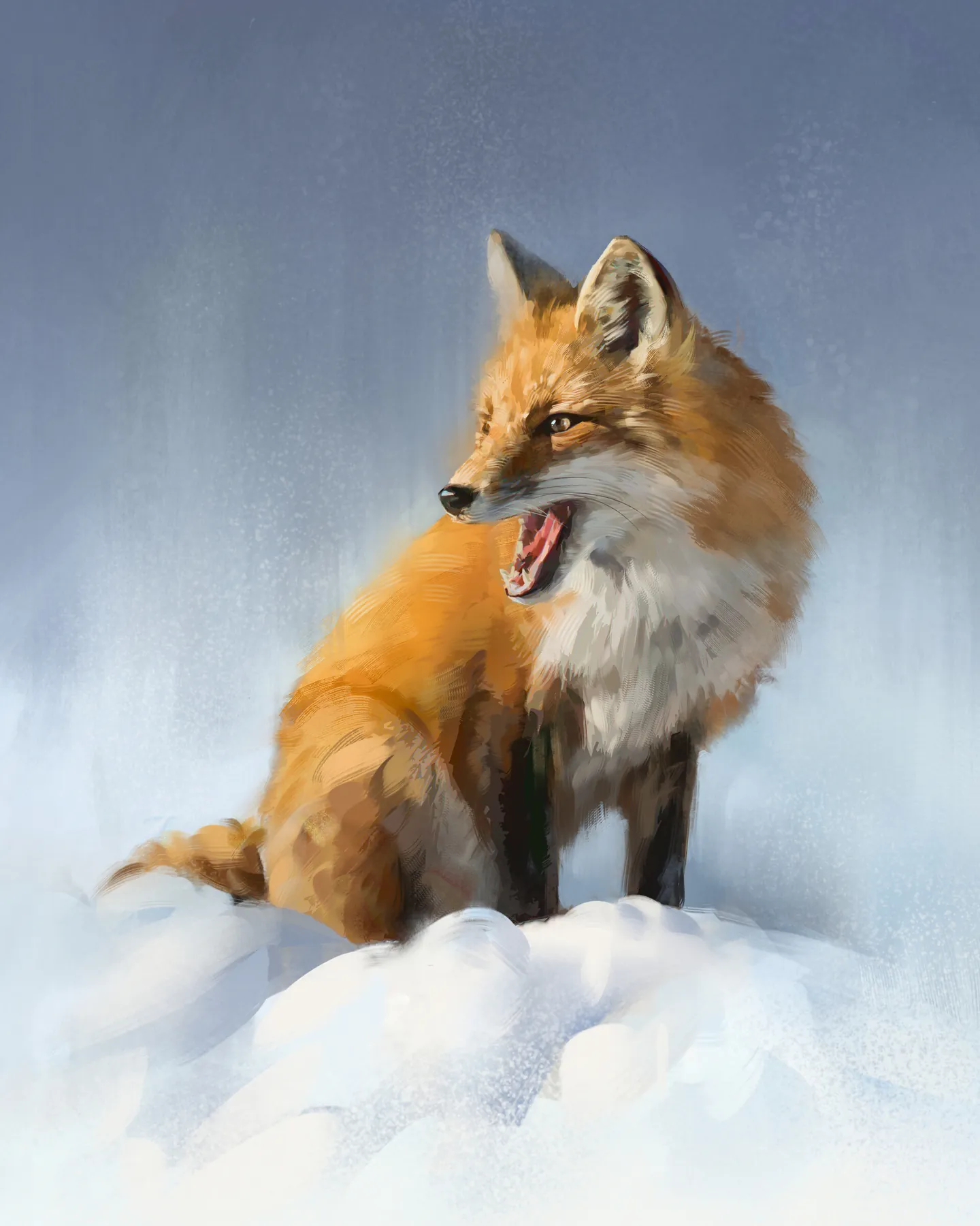 Red fox sitting in the snow and looking over its shoulder with its mouth open